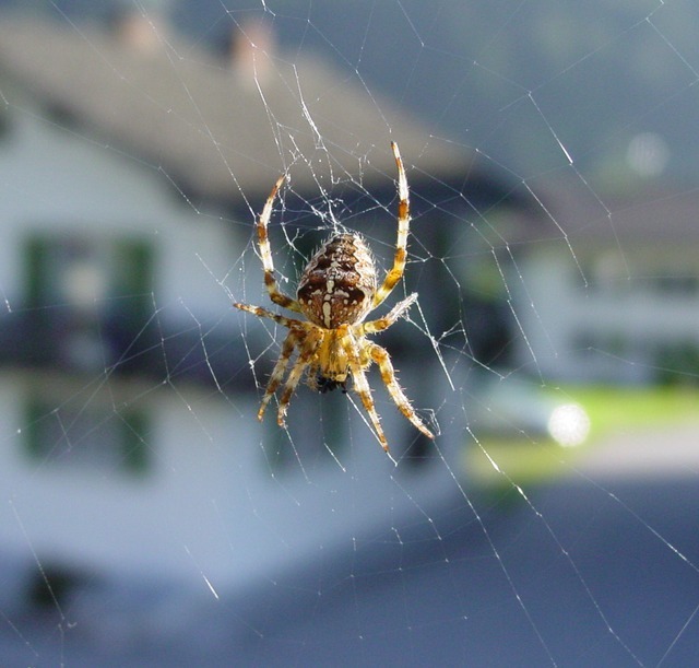 araneus-1073_640.jpg